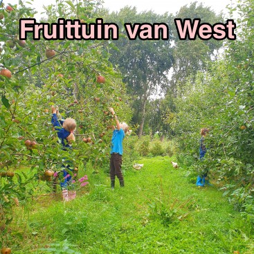 Boerderij in Amsterdam: fruit plukken bij de Fruittuin van West