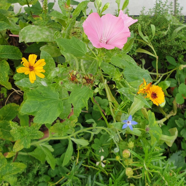 Tips voor een kindvriendelijke, kleurrijke en groenblijvende tuin