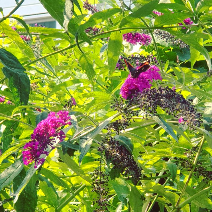 Tips voor een kindvriendelijke, kleurrijke en groenblijvende tuin