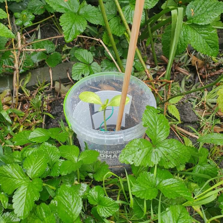 jonge plantjes beschermen tegen slakken