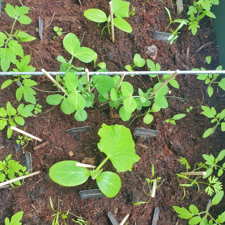 AH bloementuintjes en moestuintjes laten groeien: zo doen ze het beter