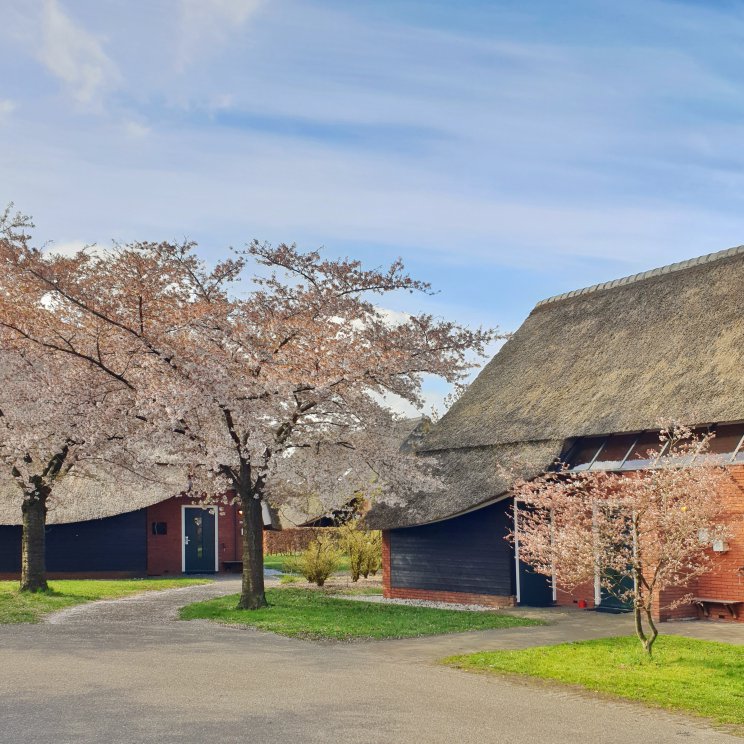 Hof van Saksen review: luxe vakantiepark voor kinderen én tieners. In de lente bloeien de kersenbloesembomen prachtig tussen de boerderijen. 