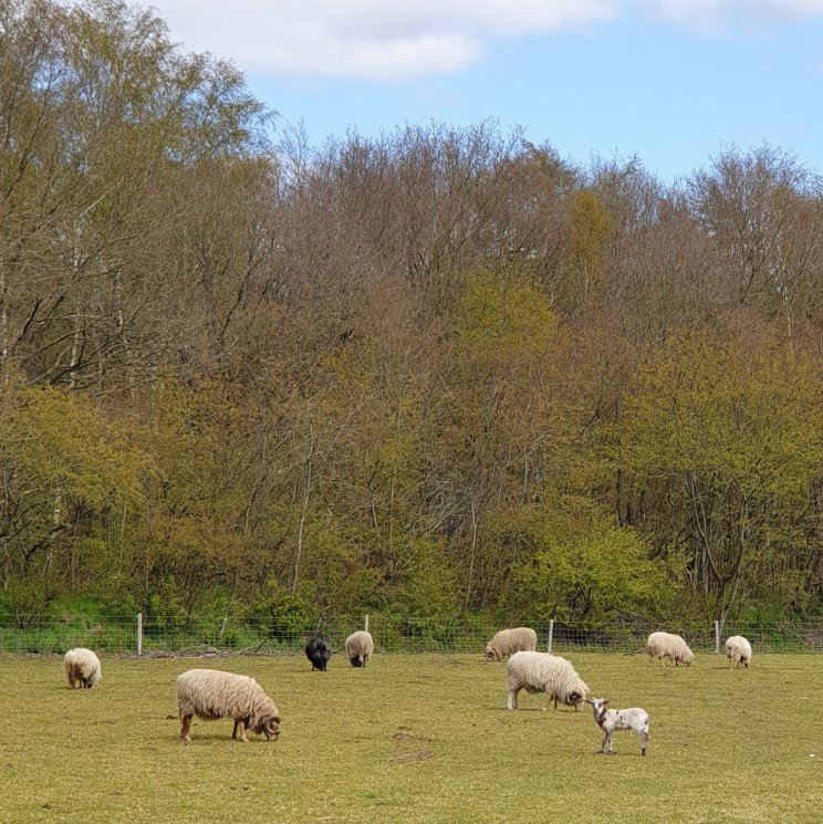 Wandelbos