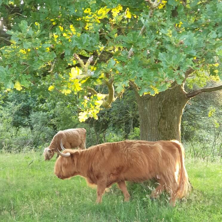 Schotse Hooglanders in het Vechtdal