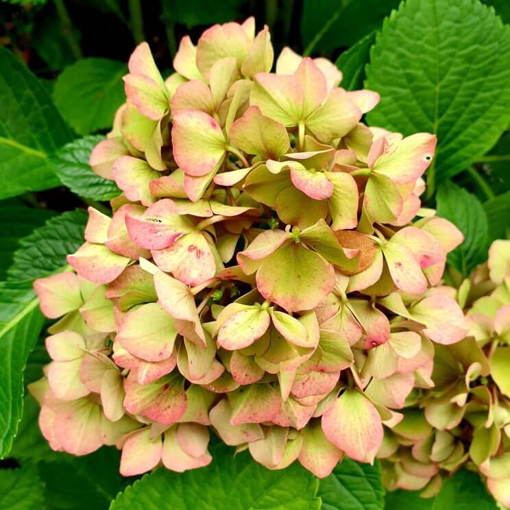 Hortensia