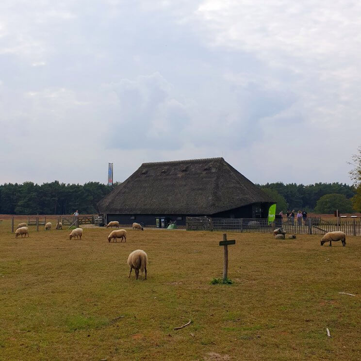 Ook richting Blaricum kun je een mooie wandeling maken.Eerst door het bos, daarna over de Tafelbergheide. Je komt dan langs een uitkijkpunt, het hoogste punt van het Gooi. Even verderop ligt restaurant de Eendracht, dat uitkijkt over de Tafelbergheide. Naast een terras met tafeltjes, hebben ze een aantal fijne overdekte loungeplekken, waar ook een houtkachel aan kan. Wij gingen voor de zelfgemaakte ice tea en cheesecake, die laatste waren enorm. Op het terras is een speelrek en er liggen ballen waarmee je op de heide kunt spelen. Even verderop ligt Schaapskooi Tafelberg. Daarna door Blaricum heen, dat ontzettend groen is. Net als op veel plekken in het Gooi, zijn er wilde bloemenweides ingezaaid. Ook rondom weides en akkers zijn bloemen gezaaid.