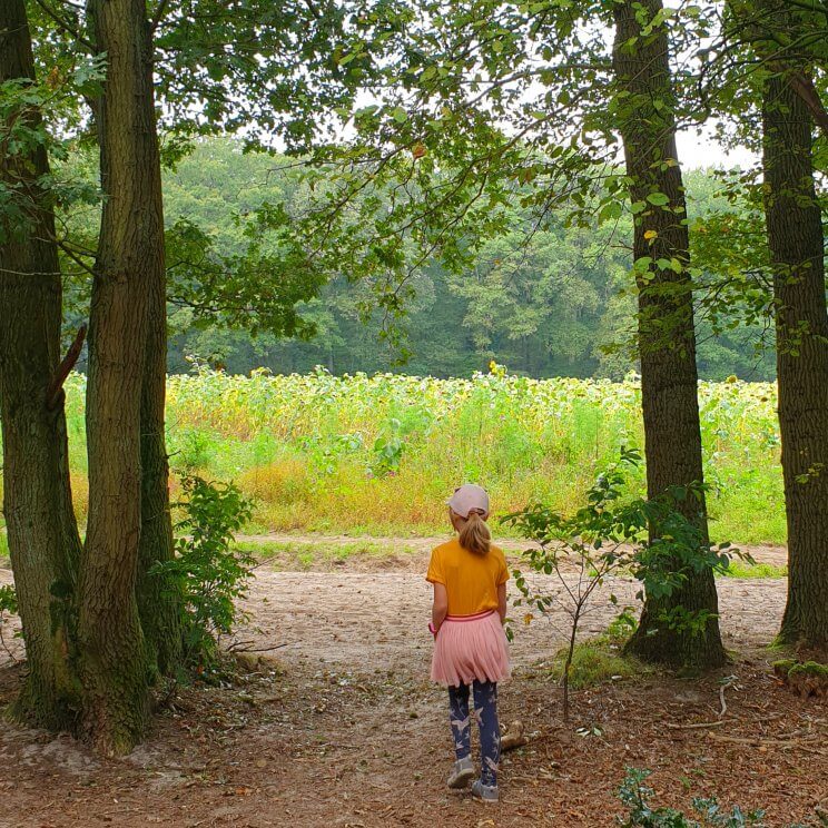 Ook richting Blaricum kun je een mooie wandeling maken.Eerst door het bos, daarna over de Tafelbergheide. Je komt dan langs een uitkijkpunt, het hoogste punt van het Gooi. Even verderop ligt restaurant de Eendracht, dat uitkijkt over de Tafelbergheide. Naast een terras met tafeltjes, hebben ze een aantal fijne overdekte loungeplekken, waar ook een houtkachel aan kan. Wij gingen voor de zelfgemaakte ice tea en cheesecake, die laatste waren enorm. Op het terras is een speelrek en er liggen ballen waarmee je op de heide kunt spelen. Even verderop ligt Schaapskooi Tafelberg. Daarna door Blaricum heen, dat ontzettend groen is. Net als op veel plekken in het Gooi, zijn er wilde bloemenweides ingezaaid. Ook rondom weides en akkers zijn bloemen gezaaid.