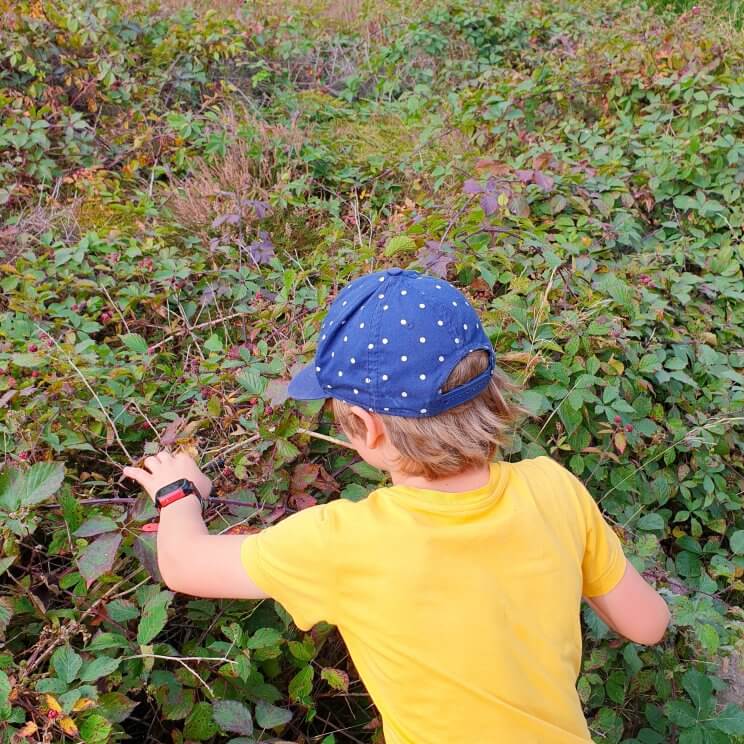 Ook richting Blaricum kun je een mooie wandeling maken.Eerst door het bos, daarna over de Tafelbergheide. Je komt dan langs een uitkijkpunt, het hoogste punt van het Gooi. Even verderop ligt restaurant de Eendracht, dat uitkijkt over de Tafelbergheide. Naast een terras met tafeltjes, hebben ze een aantal fijne overdekte loungeplekken, waar ook een houtkachel aan kan. Wij gingen voor de zelfgemaakte ice tea en cheesecake, die laatste waren enorm. Op het terras is een speelrek en er liggen ballen waarmee je op de heide kunt spelen. Even verderop ligt Schaapskooi Tafelberg. Daarna door Blaricum heen, dat ontzettend groen is. Net als op veel plekken in het Gooi, zijn er wilde bloemenweides ingezaaid. Ook rondom weides en akkers zijn bloemen gezaaid.