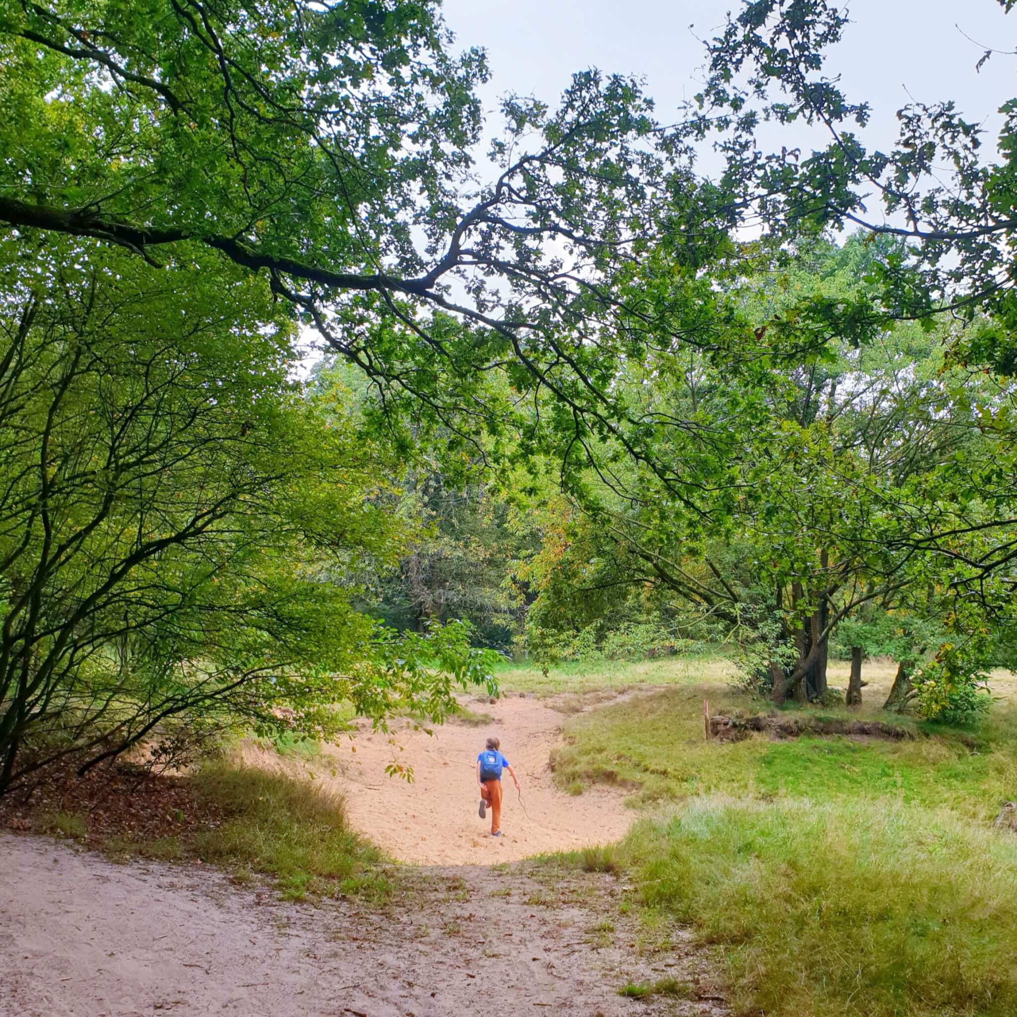 Onze favoriete heidegebieden voor een heidewandeling. De heide is zo prachtig voor een wandeling! Dit zijn onze favoriete heidegebieden voor een heidewandeling. Zoals de Bussumse Heide met restaurant Heidezicht. In Huizen is de heide rondom natuurreservaat Groeve Oostermeent prachtig.