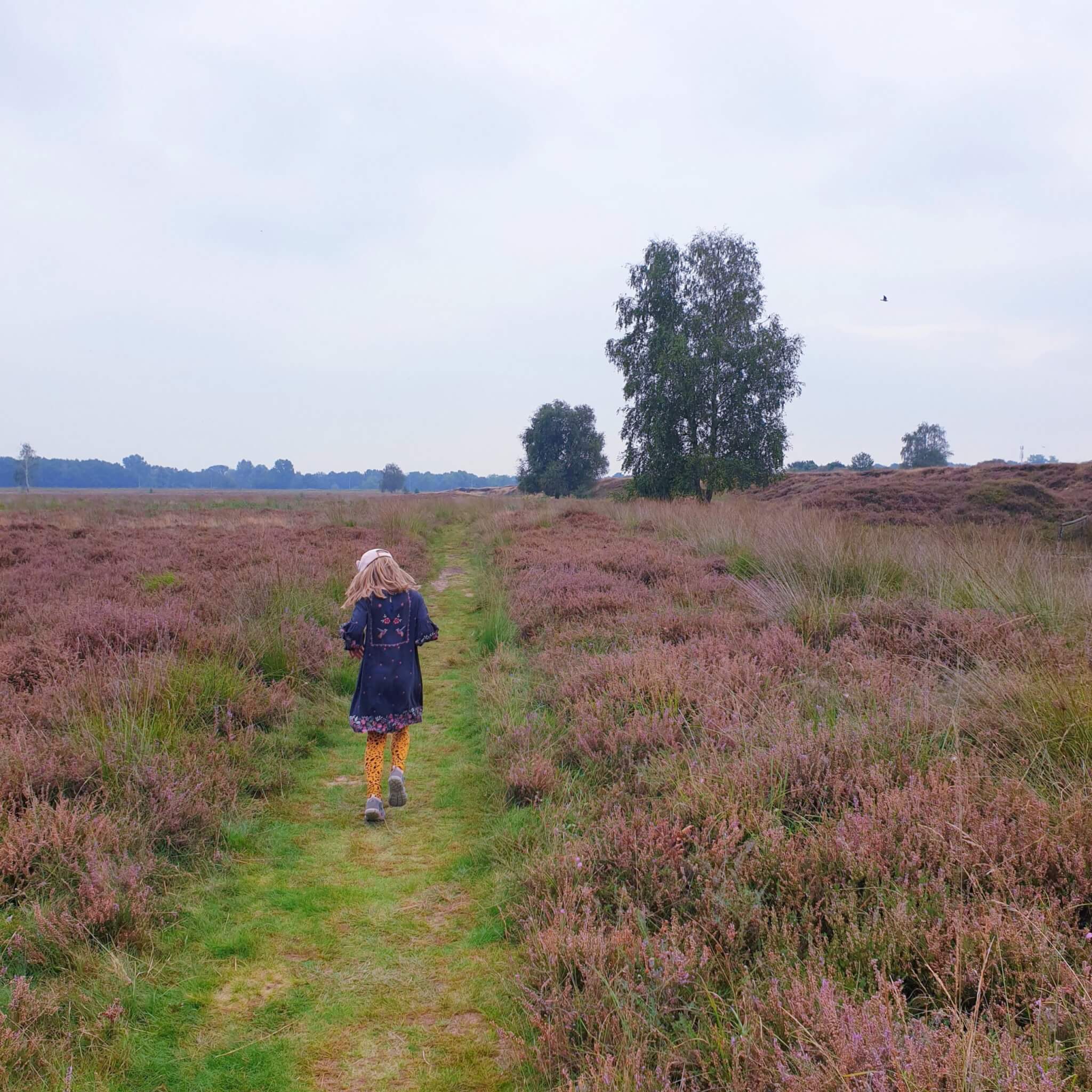 Wandelen met kinderen: onze favoriete wandelingen.. De heide is zo prachtig voor een wandeling! Dit zijn onze favoriete heidegebieden voor een heidewandeling. Zoals de Bussumse Heide met restaurant Heidezicht. In Huizen is de heide rondom natuurreservaat Groeve Oostermeent prachtig.