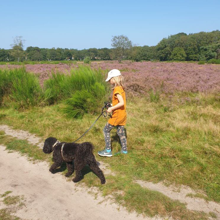 De Limitische Heide en de Vliegheide zijn prachtig, je parkeert bij parkeerplaats Nieuw Bussumerheide. In de herfst bloeit de heide prachtig en worden de bramen langzaam rijp, maar er staat ook veel brem die in het voorjaar bloeit. We liepen de paarse wandelroute, langs heide, een zandverstuiving, bos en een wilde bloemenveld. We weken alleen even van de paarse route af voor een tussenstop bij theehuis Bos En Hei. Dat heeft een terras met toffe speeltuin voor kleintjes. Er is een klimhuisje, trampoline en een overdekte zandbak vol zandbakspeelgoed.