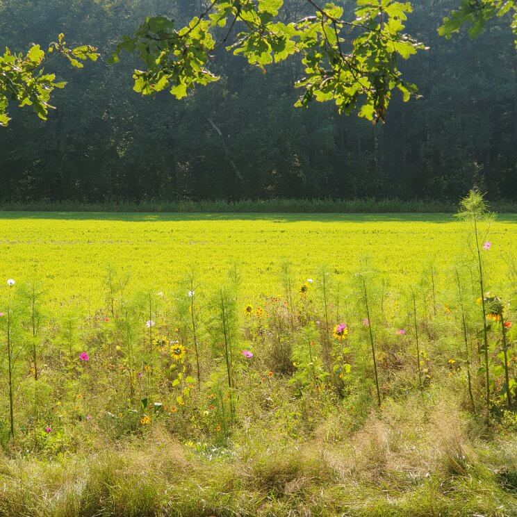 De Limitische Heide en de Vliegheide zijn prachtig, je parkeert bij parkeerplaats Nieuw Bussumerheide. In de herfst bloeit de heide prachtig en worden de bramen langzaam rijp, maar er staat ook veel brem die in het voorjaar bloeit. We liepen de paarse wandelroute, langs heide, een zandverstuiving, bos en een wilde bloemenveld. We weken alleen even van de paarse route af voor een tussenstop bij theehuis Bos En Hei. Dat heeft een terras met toffe speeltuin voor kleintjes. Er is een klimhuisje, trampoline en een overdekte zandbak vol zandbakspeelgoed.