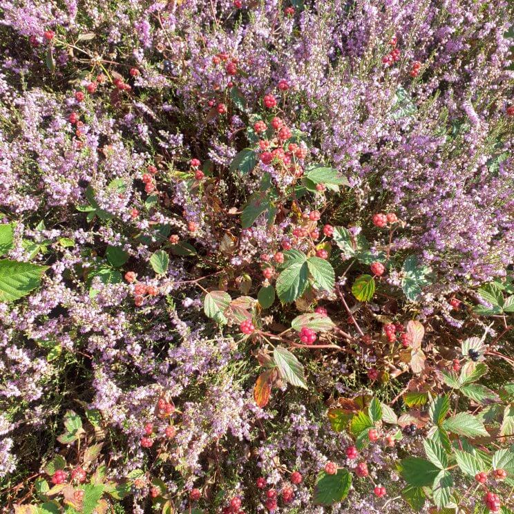 De Limitische Heide en de Vliegheide zijn prachtig, je parkeert bij parkeerplaats Nieuw Bussumerheide. In de herfst bloeit de heide prachtig en worden de bramen langzaam rijp, maar er staat ook veel brem die in het voorjaar bloeit. We liepen de paarse wandelroute, langs heide, een zandverstuiving, bos en een wilde bloemenveld. We weken alleen even van de paarse route af voor een tussenstop bij theehuis Bos En Hei. Dat heeft een terras met toffe speeltuin voor kleintjes. Er is een klimhuisje, trampoline en een overdekte zandbak vol zandbakspeelgoed.