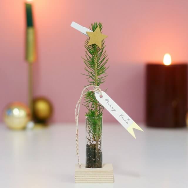 De Leuke Update #43 | kids nieuws, musthaves, uitjes | tips voor kerst | Ook leuk om met kerst via de post op te sturen: een mini kerstboompje van Bloompost.