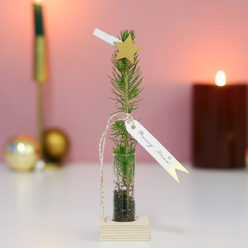 Ook leuk om te geven: een mini kerstboompje van Bloompost.
