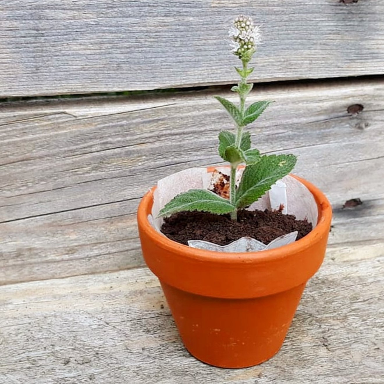 Leuk én lekker cadeautje maken met kids: plantjes met eetbare aarde