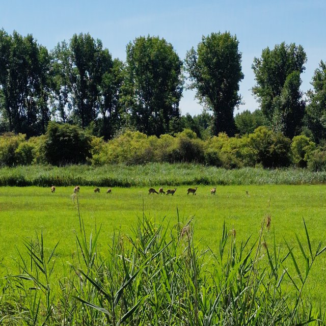 Natuurpark Lelystad: wilde dieren, speeltuin, fietsen en restaurant. Wij gingen in de ochtend op stap, de boswachter vertelde ons dat dit het moment is om dieren te spotten. Zo zagen we in een open veld edelherten, heel indrukwekkend!