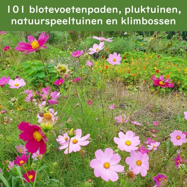 101 natuur uitjes met kinderen en tieners: blotevoetenpad, speelnatuur, natuurspeeltuin, pluktuin, dolhof of klimbos. Wat is heerlijk om de natuur in te gaan met kinderen en tieners en er zijn zo veel leuke uitjes! In deze blog vind je zulke uitjes met kinderen. We verzamelen de fijnste uitjes in heel Nederland. 