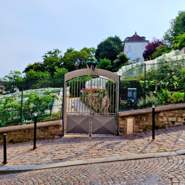 Montmartre met kinderen: tips in de sfeervolste wijk van Parijs. In Montmartre is een heuse wijngaard: Vigne du Clos is de enige nog overgebleven wijngaard van Parijs. 