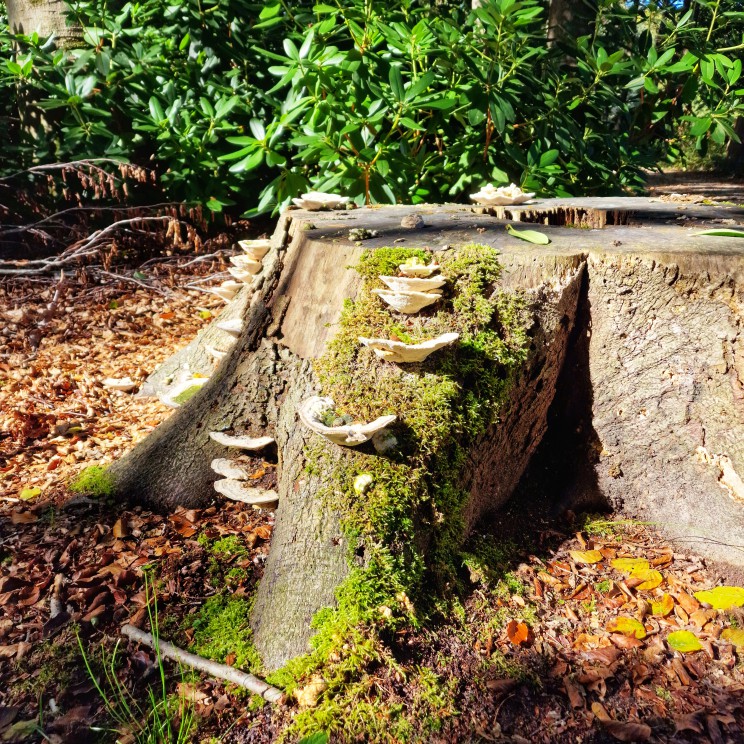 Woensdag maakte ik een stiltewandeling met Annemiek, in een natuurgebied niet ver van de B&B. Dat was een heel bijzondere ervaring. Door helemaal niks te zeggen, komen geluiden en beelden veel intenser binnen. Dat ga ik dus vaker doen en zeker ook aan de kids leren!