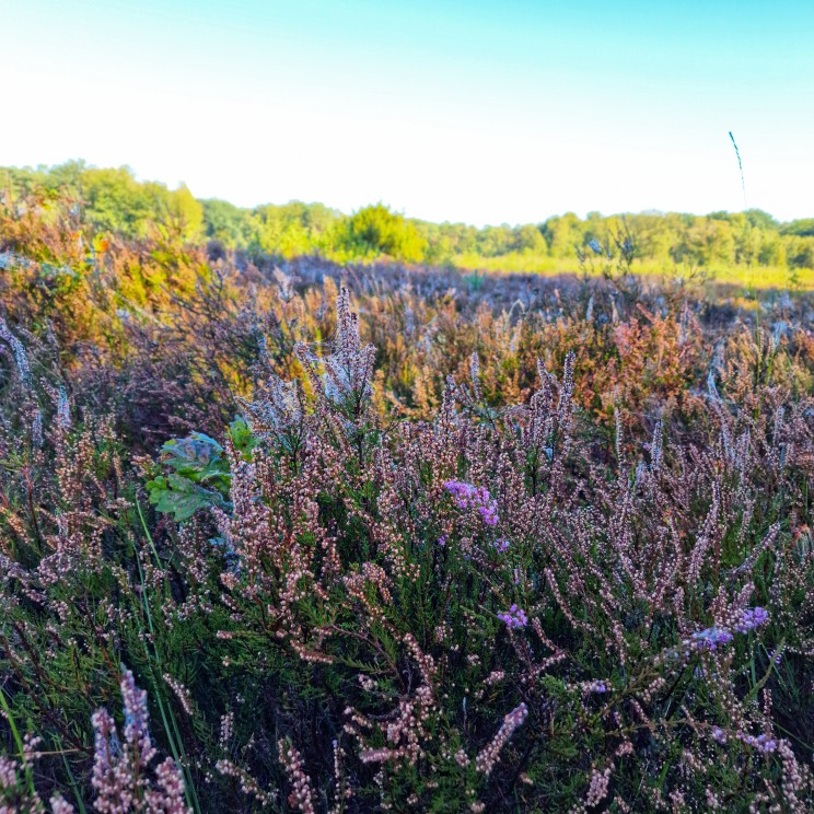 Woensdag maakte ik een stiltewandeling met Annemiek, in een natuurgebied niet ver van de B&B. Dat was een heel bijzondere ervaring. Door helemaal niks te zeggen, komen geluiden en beelden veel intenser binnen. Dat ga ik dus vaker doen en zeker ook aan de kids leren!