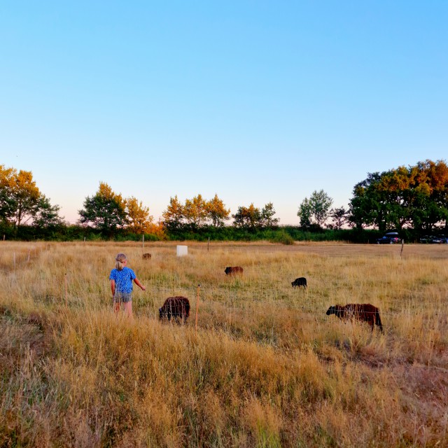 Domaine de l’Oiselière review: eco camping in de Vendée. Het uitzicht vanuit onze cottage.