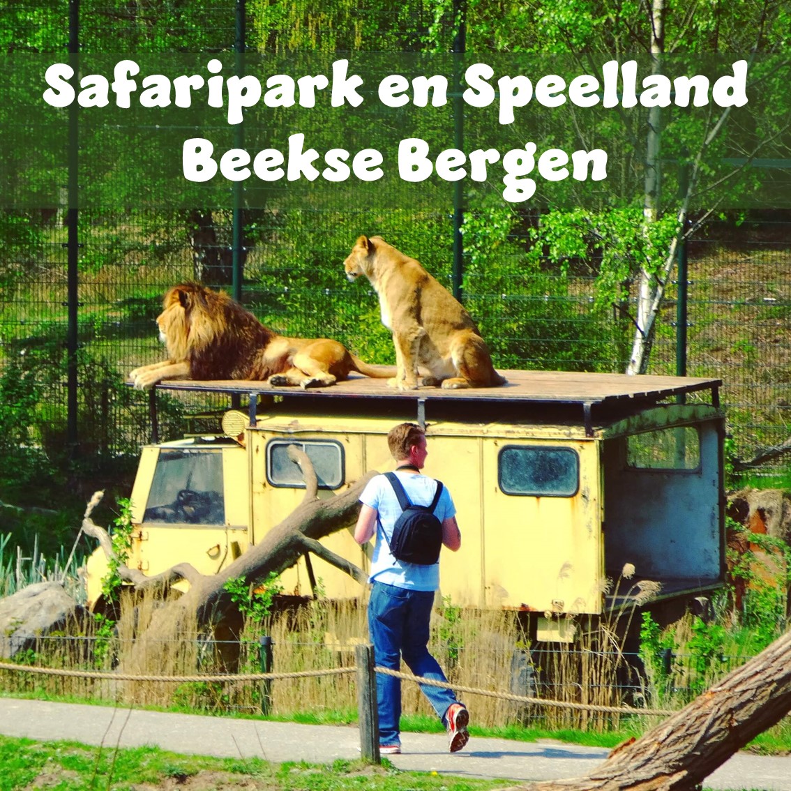 Safaripark Beekse Bergen en het Speelland: leuk met kinderen. Op zoek naar een leuk uitje in Brabant? Wij vonden Safaripark Beekse Bergen erg leuk. En het vlakbij gelegen Speelland Beekse Bergen is ook tof op een mooie dag. Daarom vind je hier een review van Safaripark Beekse Bergen en het Speelland Beekse Bergen.