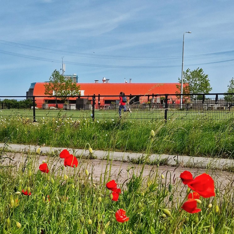 Urban Sport Zone Amsterdam: uitje met skatebaan en speeltuin. Ken je de Urban Sport Zone op Zeeburgereiland in Amsterdam al? Het is de grootste skatebaan van Nederland, maar er is nog veel meer. Dit urban park is namelijk ook een speeltuin en er zijn allerlei sportvelden en leuke restaurants. Een leuk gratis uitje voor wie eens wat anders wil doen in Amsterdam met kinderen. Met restaurant Haddock, naast een openbaar kunstgrasveld.