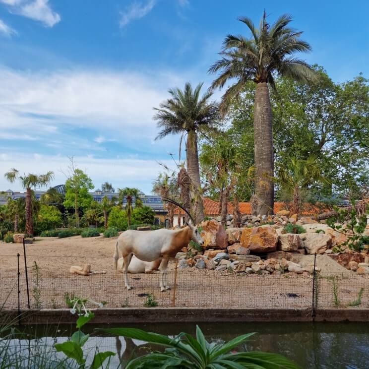 Zoomeravonden in Artis Amsterdam: leuk zomervakantie uitje. Iedere zomervakantie zijn in dierentuin Artis in Amsterdam de Zoomeravonden, een leuk uitje met kinderen. Met picknick, livemuziek en meer. Ik ging er met dochterlief heen, kijk je mee?