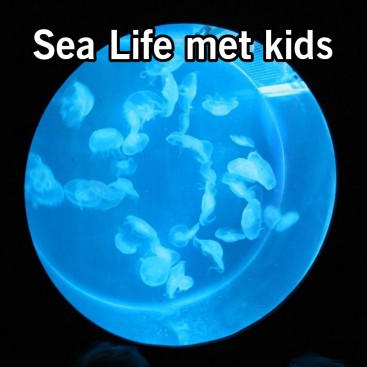 Sea Life in Scheveningen: aquarium met kinderen en tieners. Zoek je een leuk binnen uitje met je gezin in de buurt van Den Haag? Aquarium Sea Life in Scheveningen is leuk met kinderen en tieners. Leuk met slecht weer, maar ook ter afwisseling op een stranddag.