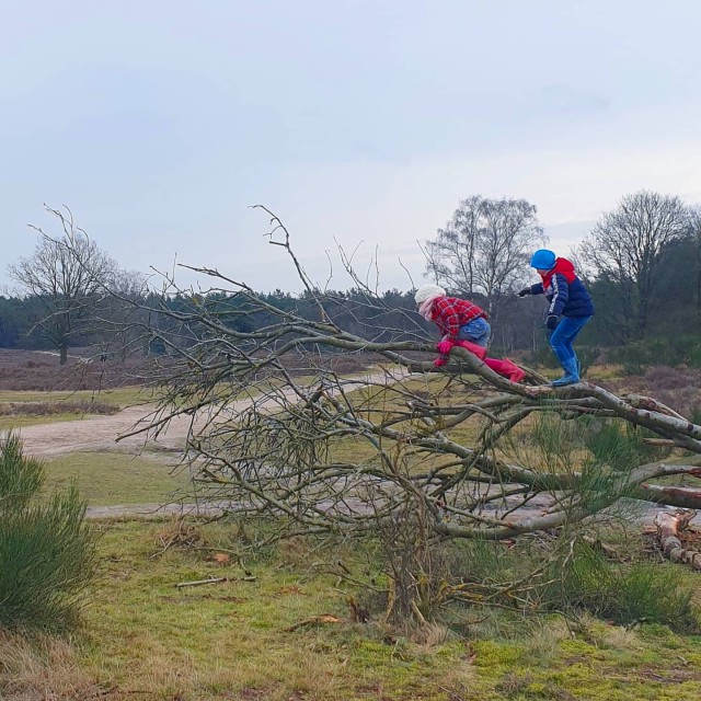 Onze favoriete heidegebieden voor een heidewandeling. De heide is zo prachtig voor een wandeling! Dit zijn onze favoriete heidegebieden voor een heidewandeling. De weidsheid van de Hoorneboegse Heide is heerlijk. Maar er is ook bos, die combinatie vind ik fijn. En die witte runderen zijn natuurlijk ook prachtig. Wat lekkers vind je bij Bij De Tuinman.