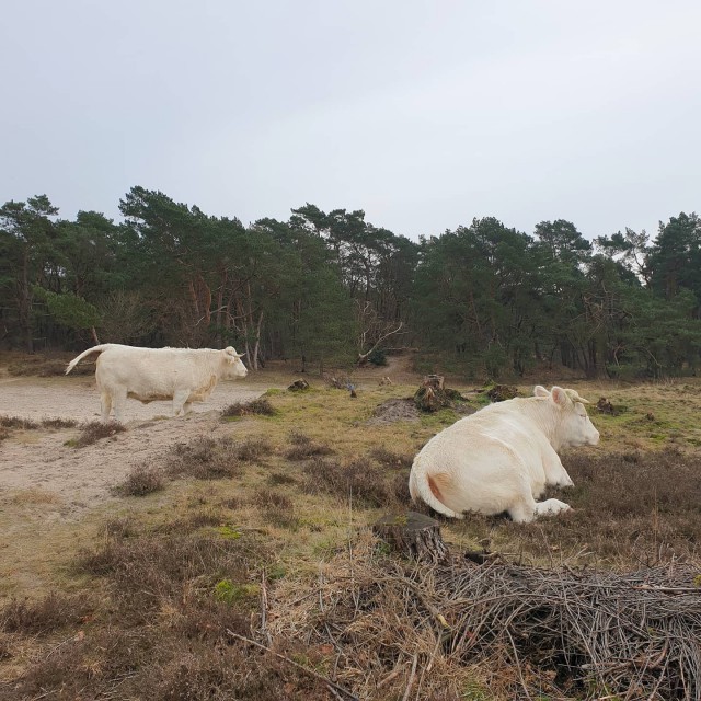 Onze favoriete heidegebieden voor een heidewandeling. De heide is zo prachtig voor een wandeling! Dit zijn onze favoriete heidegebieden voor een heidewandeling. De weidsheid van de Hoorneboegse Heide is heerlijk. Maar er is ook bos, die combinatie vind ik fijn. En die witte runderen zijn natuurlijk ook prachtig. Wat lekkers vind je bij Bij De Tuinman.