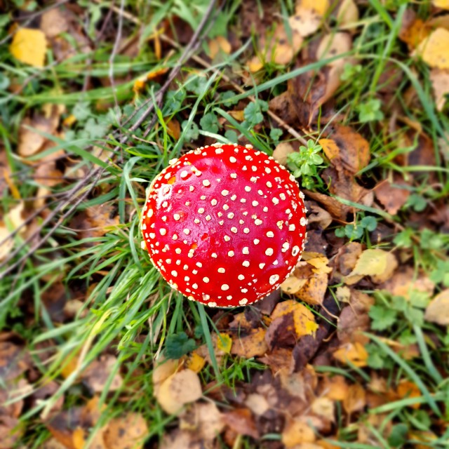 Paddestoel rood met witte stippen.