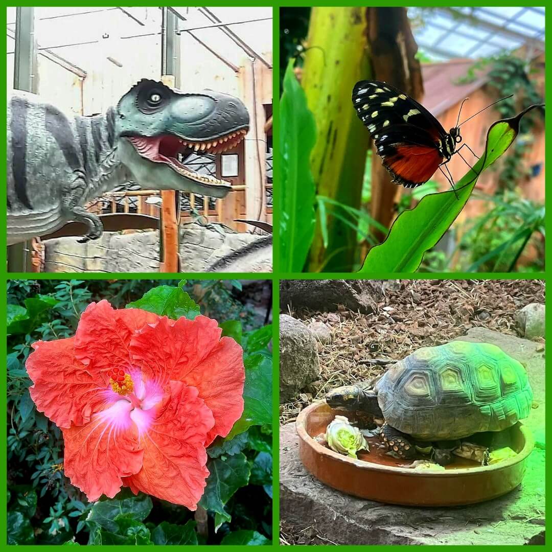 Berkenhof Tropical Zoo bij Goes heeft van alles. Tropische dieren zoals apen, reptielen, vogels en vlinders. Ook zijn er dinosaurussen en een fossielenmijn. Daarnaast is er een kids jungle speeltuin, waar kinderen op houten speeltoestellen en in een riviertje met water en zand spelen. Buiten is er een natuurspeeltuin in het speelbos. Gertjan is fan en nam deze foto's.