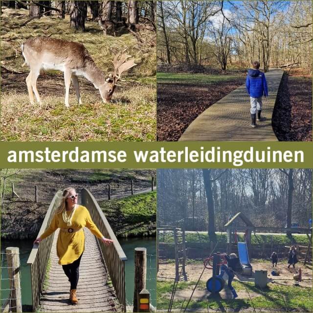 Amsterdamse Waterleidingduinen: wandelen, speeltuin, restaurant. Wat een tof gebied om te wandelen met kinderen: de Amsterdamse Waterleidingduinen. Allereerst vanwege de herten, die je van behoorlijk dichtbij kunt bekijken. Maar ook vanwege het weidse van het bos achter de duinen. En natuurlijk is er ook een restaurant met speeltuin.