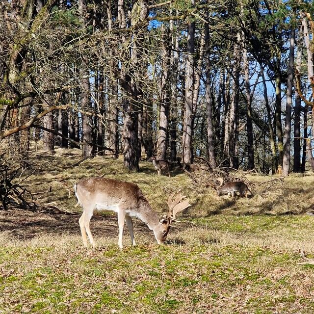 Amsterdamse Waterleidingduinen: wandelen, speeltuin, restaurant. Wat een tof gebied om te wandelen met kinderen: de Amsterdamse Waterleidingduinen. Allereerst vanwege de herten, die je van behoorlijk dichtbij kunt bekijken. Maar ook vanwege het weidse van het bos achter de duinen. En natuurlijk is er ook een restaurant met speeltuin.