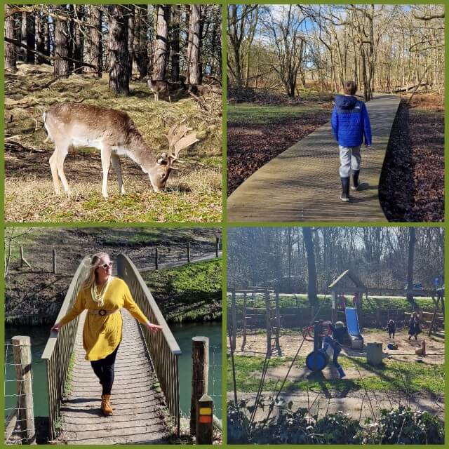 De Amsterdamse Waterleidingduinen bij Heemstede en Haarlem: een tof gebied om te wandelen met kids. Allereerst vanwege de herten, die je van behoorlijk dichtbij kunt bekijken. Maar ook vanwege het weidse van het bos achter de duinen. Daarnaast is er ook een restaurant met speeltuin.