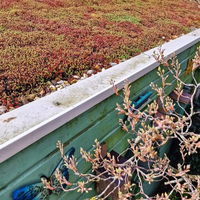 Het oogt in een keer veel groener met een groen sedum dak op je schuurtje. Zeker als je er vanuit je huis op uitkijkt. Maar een groen dak op je schuurtje of huis helpt ook om de opwarming van de stad tegen te gaan. Bovendien vinden dieren het fijn en is het goed voor de luchtkwaliteit. Zeker als je het samen met je buren doet.