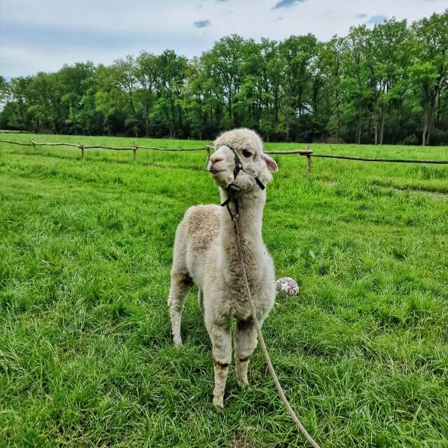 BoerenBed Landgoed Volenbeek review: bijzonder overnachten op de boerderij met kinderen. Een grote hit: de alpaca genaamd Speech. De alpaca houdt dan wel niet van knuffelen, een rondje lopen vindt Speech heel gezellig. En samen op de foto vindt het dier ook prima. 