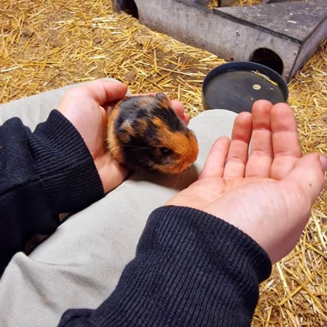 Midden op het erf staat een schuur met dieren die de kinderen kunnen knuffelen, zoals konijntjes, cavia's en jonge kalfjes. Ook kunnen de kinderen er verse eitjes rapen.