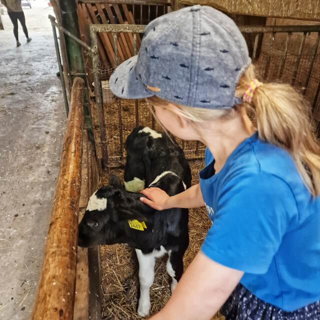 Midden op het erf staat een schuur met dieren die de kinderen kunnen knuffelen, zoals konijntjes, cavia's en jonge kalfjes. Ook kunnen de kinderen er verse eitjes rapen.