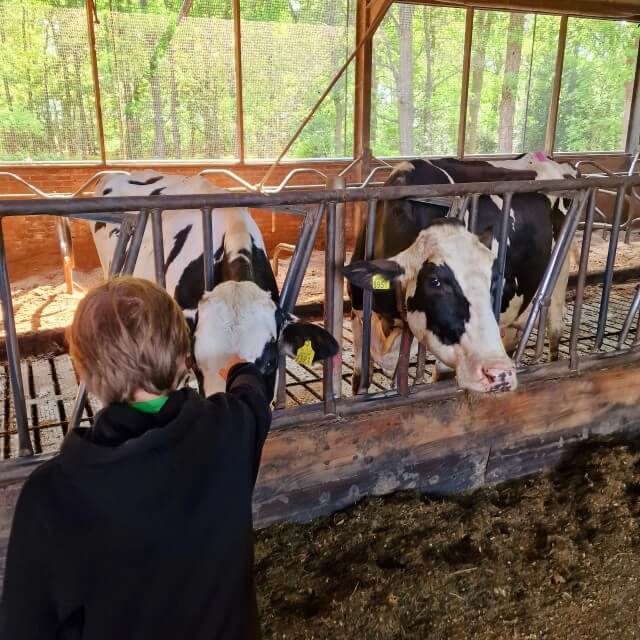 Koeien aaien in de grote stal.