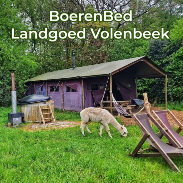 BoerenBed Landgoed Volenbeek review: overnachten op boerderij. Op zoek naar een bijzondere plek om te overnachten? Bij deze BoerenBed slaap je in een safaritent op de boerderij. Kinderen helpen de boer en boerin en knuffelen met kalfjes, konijnen en cavia's. En wandelen met de alpaca, want die is er ook! Bekijk onze review van BoerenBed Landgoed Volenbeek op de Veluwe.