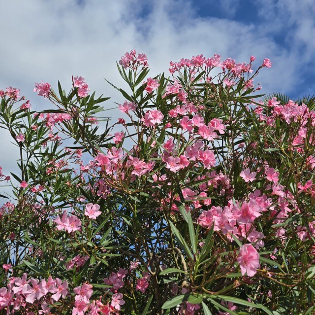 Oleander