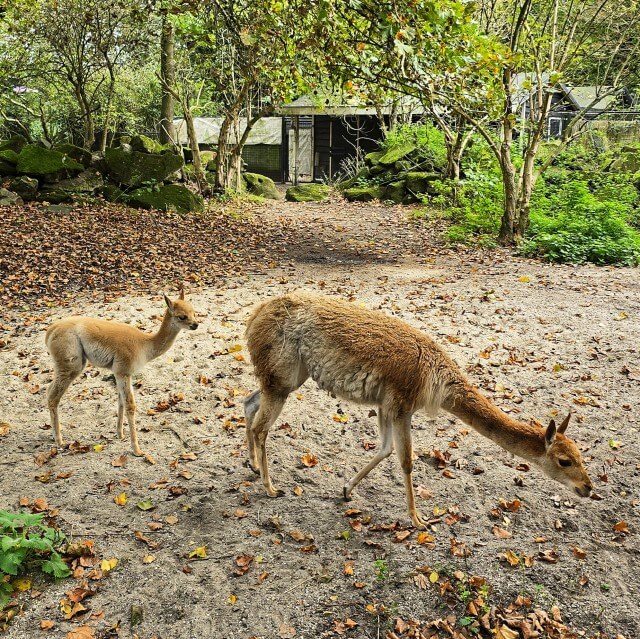 Onze kids bucketlist voor deze herfst: herfstvakantie activiteiten. Wij gaan deze herfstvakantie naar ARTIS. Er zijn allerlei herfstvakantie activiteiten en nieuwe bewoners. Zo is er een vicuna geboren. Verder gaan we naar ARTIS-Groote Museum, een interactief natuurmuseum. Hier onderzoek je hoe mens, dier, plant en microbe hun ecosysteem delen. Je voelt, proeft, hoort, ruikt en ziet dat we allemaal natuur zijn.