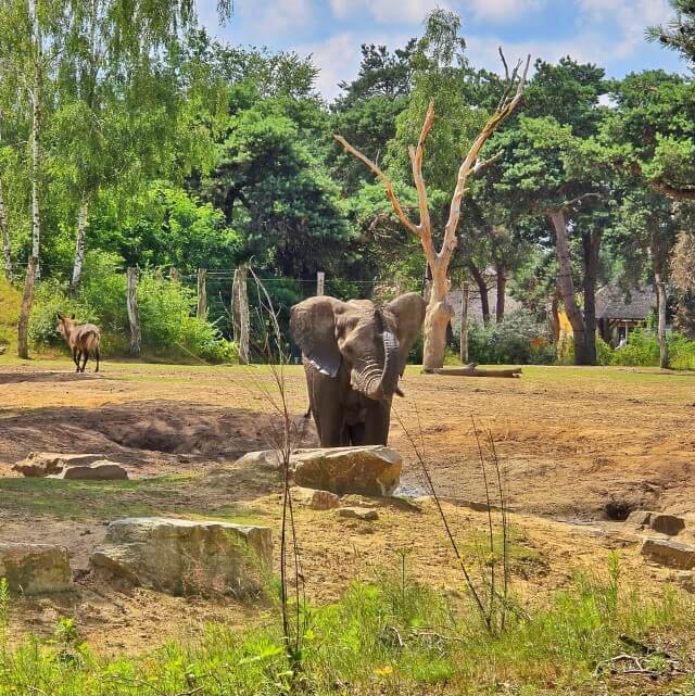 In Safaripark Beekse Bergen kun je op allerlei manieren op safari. Natuurlijk met je eigen auto, met een ranger op stap in de Gamedrive Land Cruiser of in de winter met de Safaribus. Wij gingen over het water op Bootsafari, maar ook met een ranger op Kanosafari. Dat laatste vonden we een heel bijzondere ervaring. Er zitten twee kano's aan elkaar, waardoor je met acht personen roeit. Telkens stopt de groep even en vertelt de ranger over dieren die je ziet.
