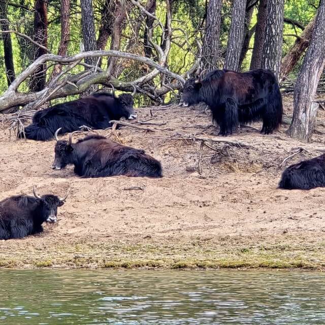 In Safaripark Beekse Bergen kun je op allerlei manieren op safari. Natuurlijk met je eigen auto, met een ranger op stap in de Gamedrive Land Cruiser of in de winter met de Safaribus. Wij gingen over het water op Bootsafari, maar ook met een ranger op Kanosafari. Dat laatste vonden we een heel bijzondere ervaring. Er zitten twee kano's aan elkaar, waardoor je met acht personen roeit. Telkens stopt de groep even en vertelt de ranger over dieren die je ziet.